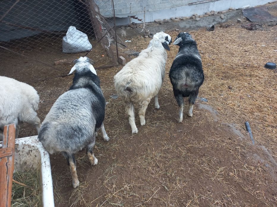 Qòchqorlar sotiladi