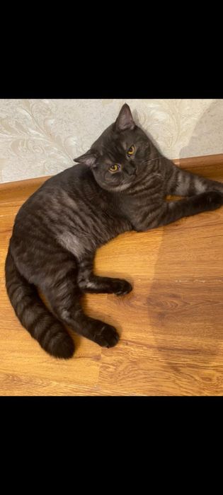 Отдам кота в добрые руки