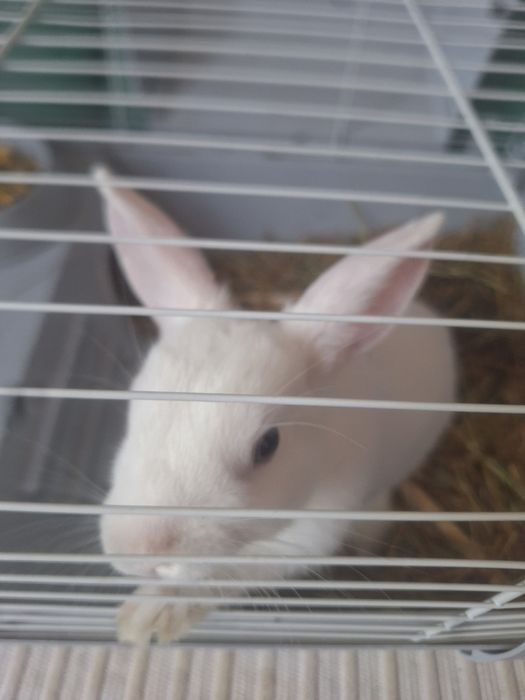 Кролик декоративный