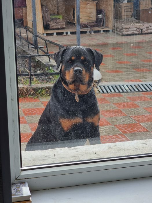 ротвейлер 4 года,девочка.