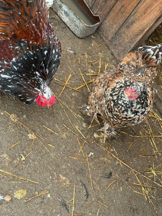 Ouă Brahma Porțelan