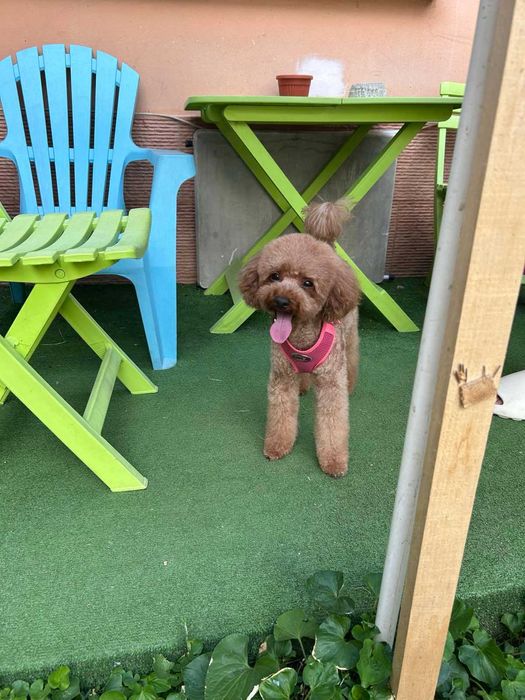 Той-Мини Пудел Ред -Априкот