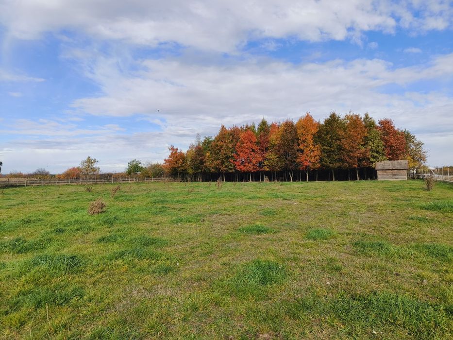 Teren Botiz intravilan