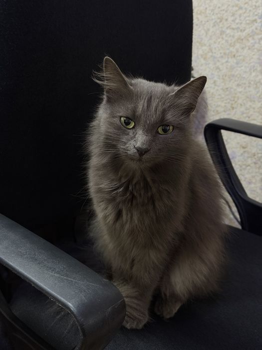Кошечка ищет заботливых хозяев