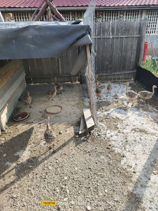 Pui de struti 110 euro