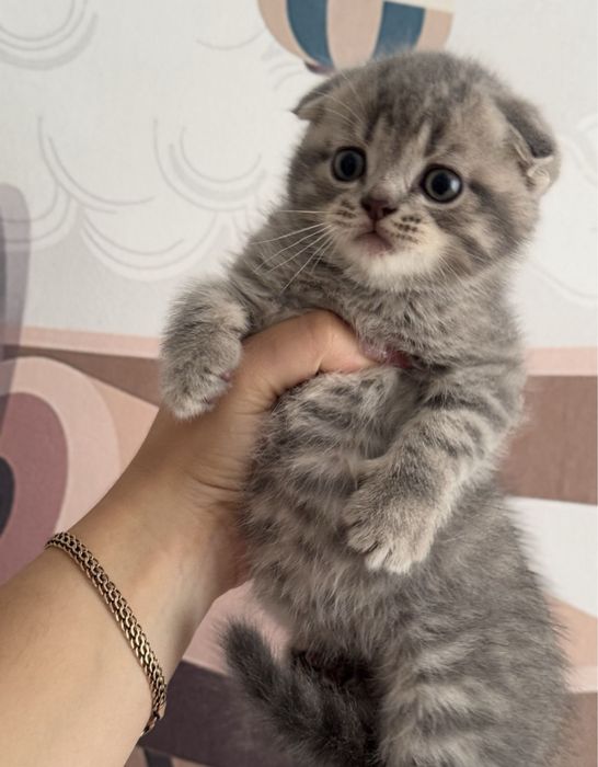 шотландские вислоухие котята