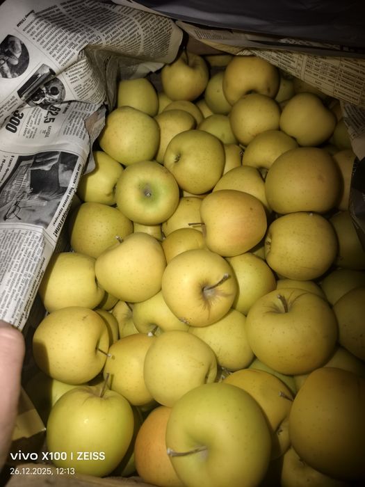 Продам яблоки золотой и американка