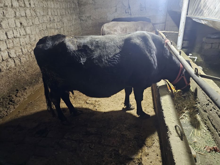 Navos Sigir sotiladi