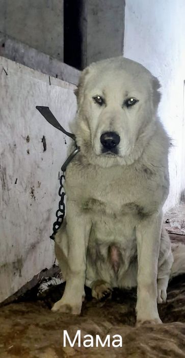 Продам щенка Алабая,девочка, 3месяца