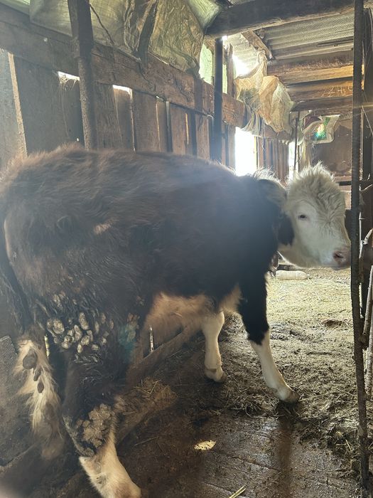 Корова Скота Быки