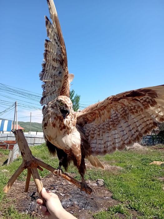 Реалистичный муляж хищной птицы ястреб