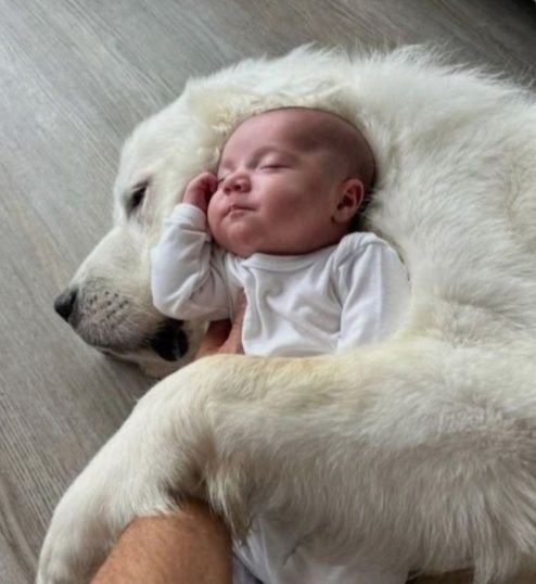 Щенки Золотистого Ретривера.