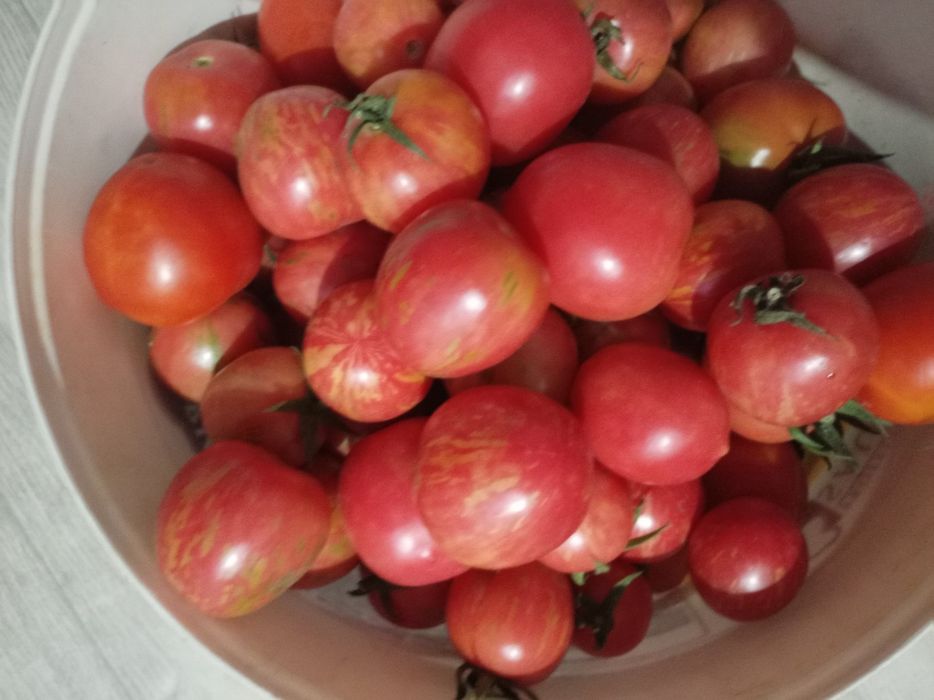 Продам помидоры домашние