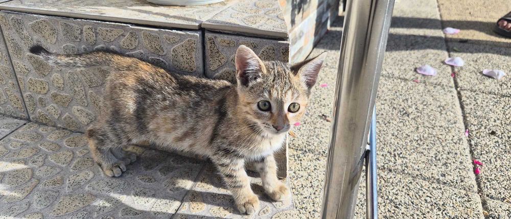 Pui de pisica pentru adoptie