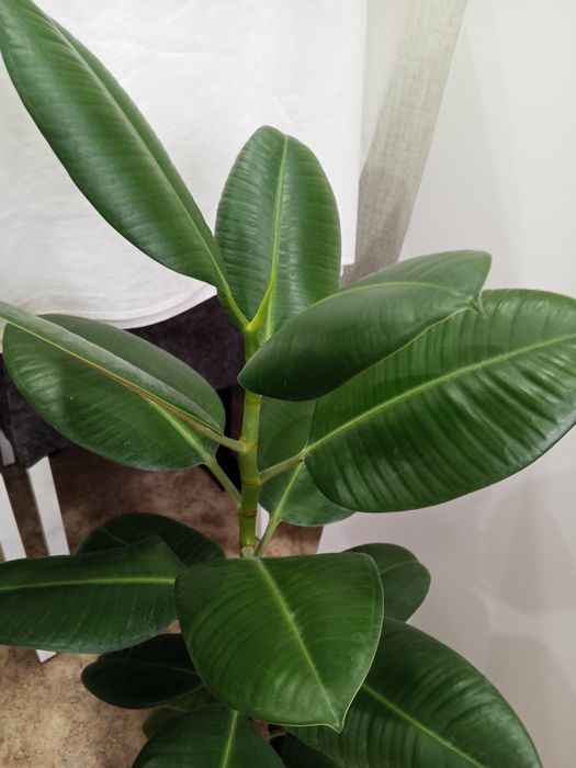 продам фикус -5000