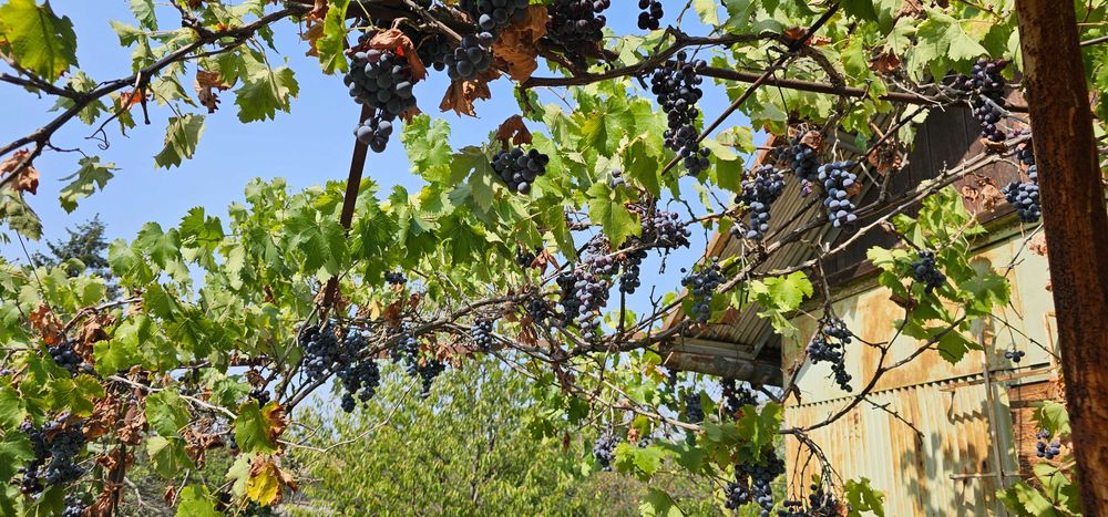 Продава се Парцел в Русе, в.з. Левента - 447 кв.м за 10 €/кв.м - Снимка #1