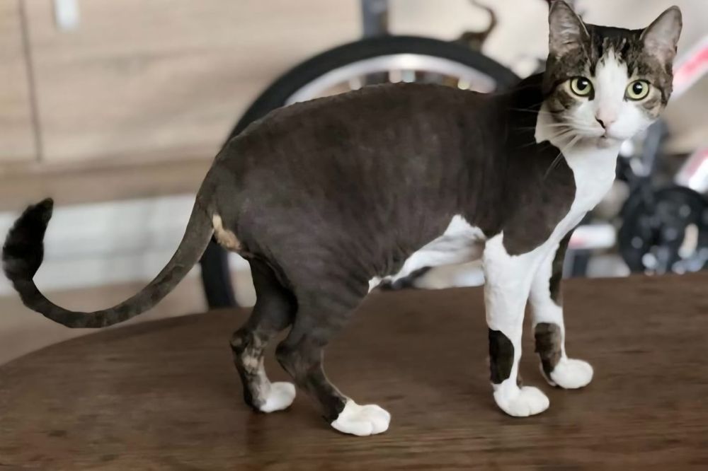 Tund pisici la domiciliul clientului