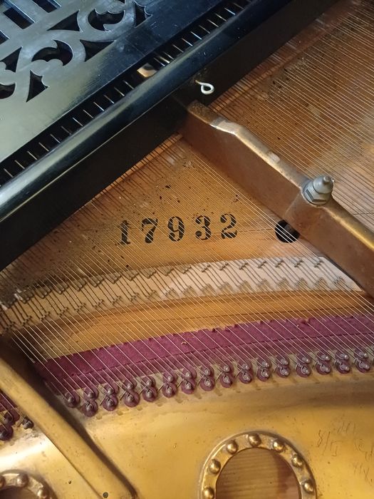 Pian vienez cu coada scurta