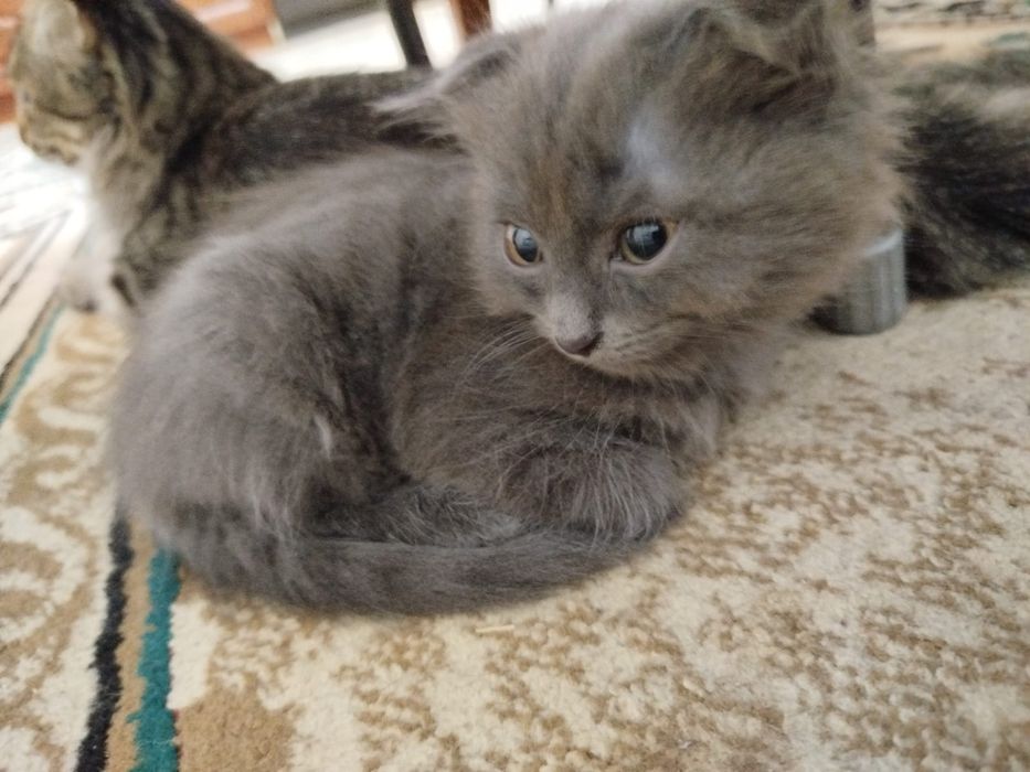 Кошка Котёнок котята