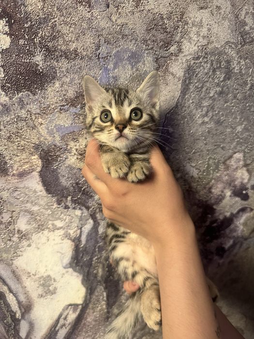 Продам котенка бенгалка мама