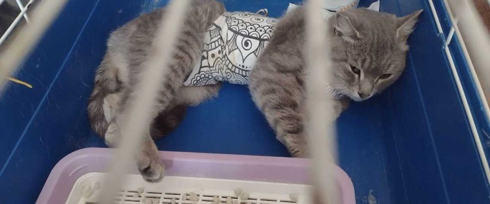 Отдам стерилизованную кошку.