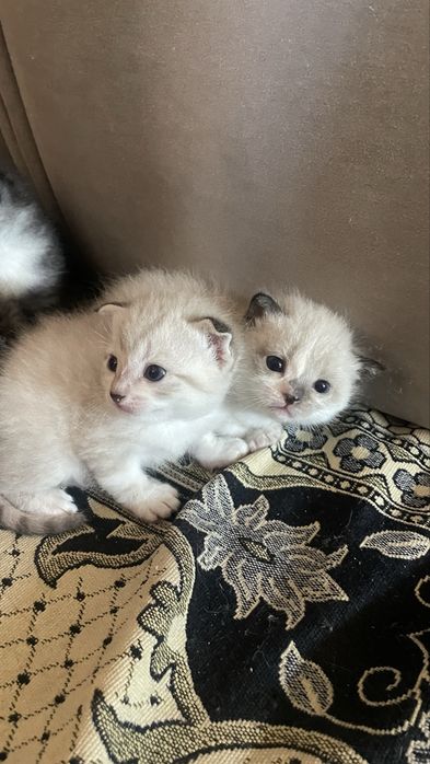 Котята скоттиш страйт и фолд
