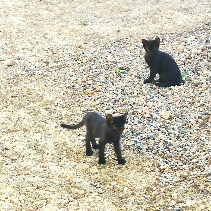 Котята в хорошие руки