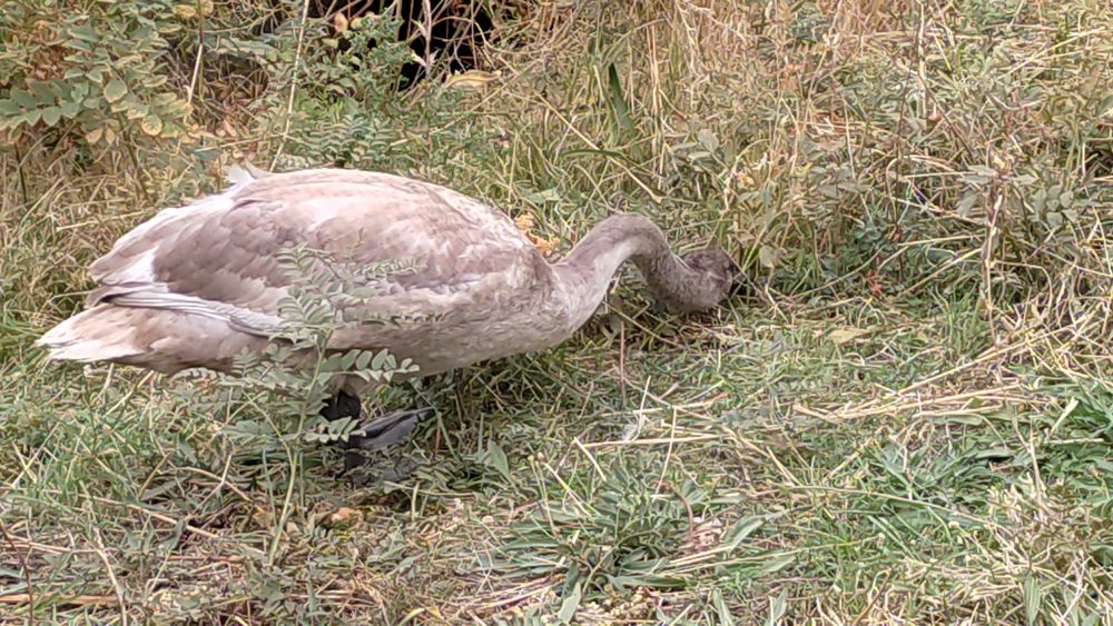 Продается птица: Лебеди