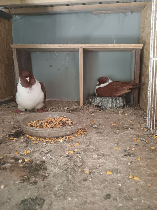 Porumbei voiajori albi