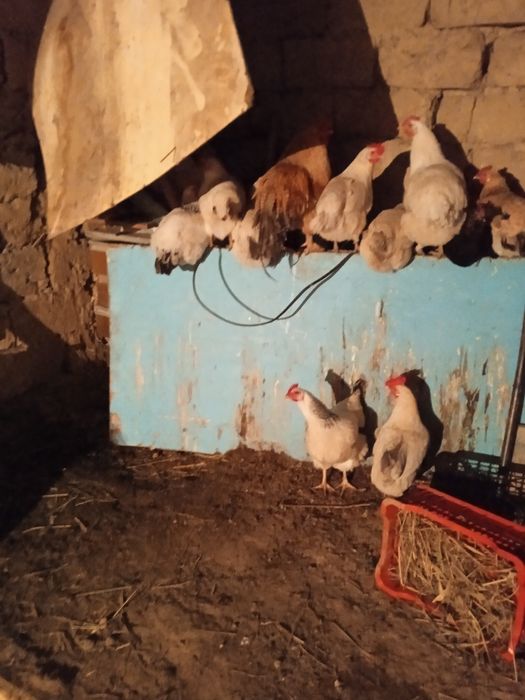 Кури Адлер продается домашные