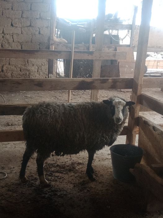 Саулык кои сатылады