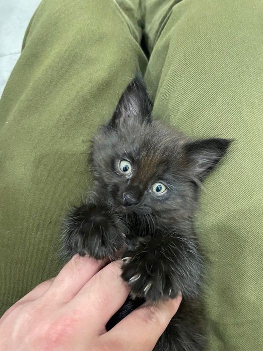 Котята бесплатно