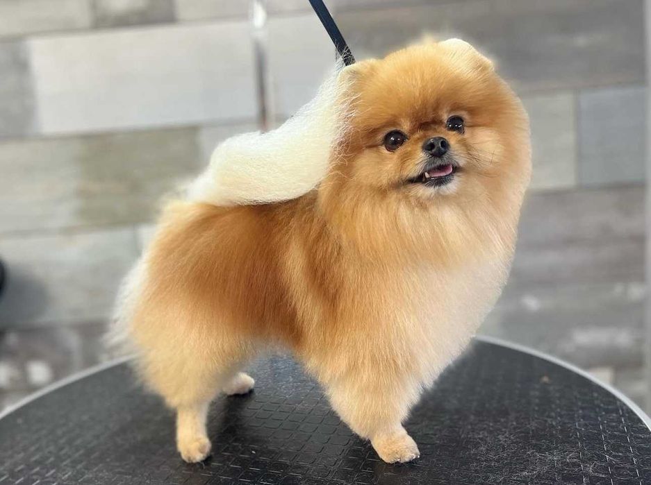 Груминг Pet Barber Варна