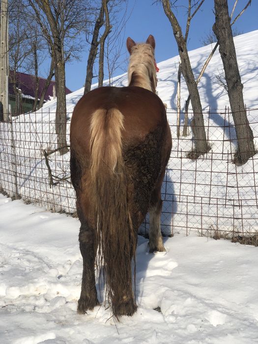 Vand. Manza de 3 ani invatata la ham