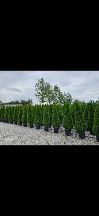 Tuia smaragd de mai multe dimensiuni