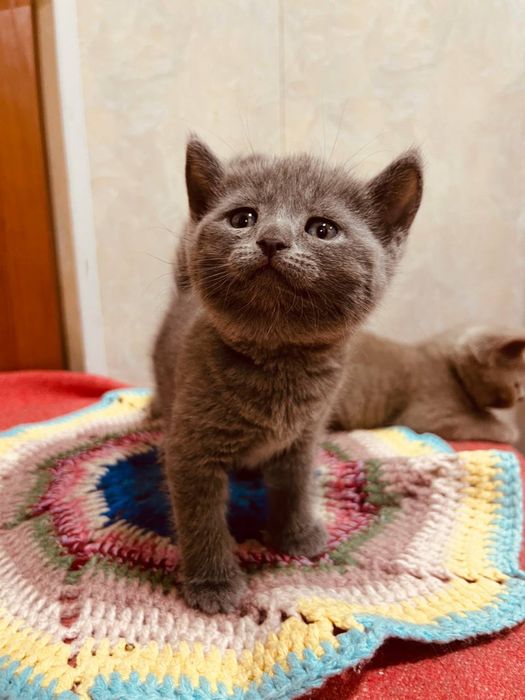 Срочно продаются британские котята!
