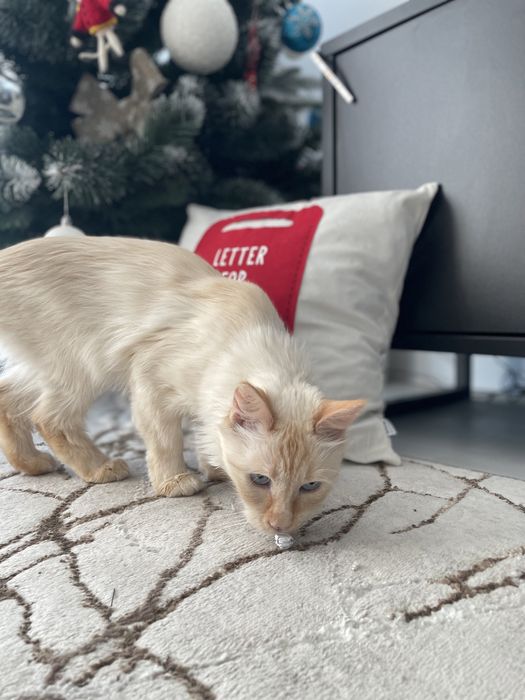 PET SITTER PITEȘTI | Îngrijire animale | Plimbări câini | Vizite la domiciliu