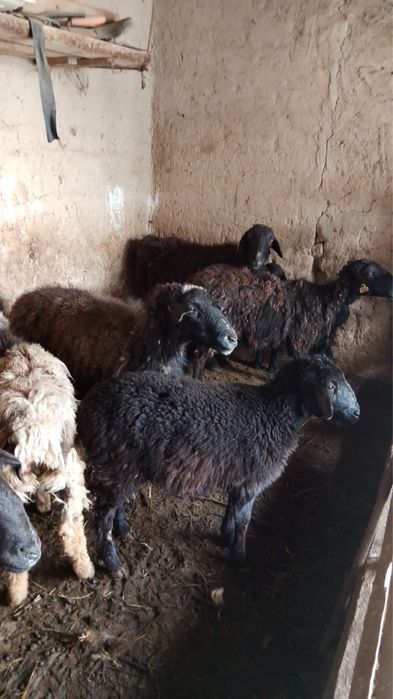 Саулық қойлар сатылады.