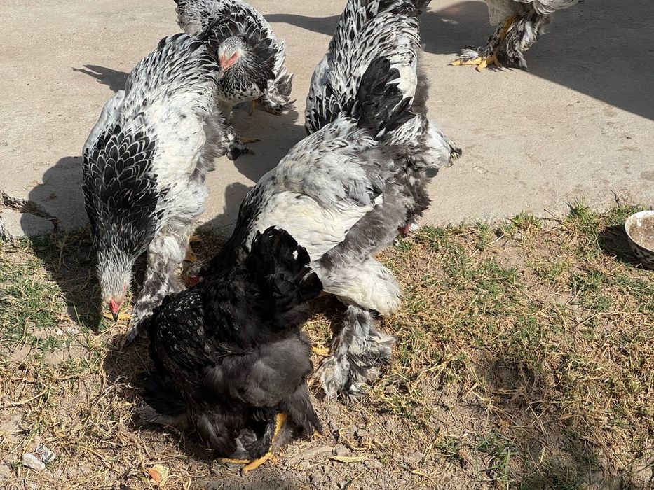 Tochkali brama jujalari sotiladi