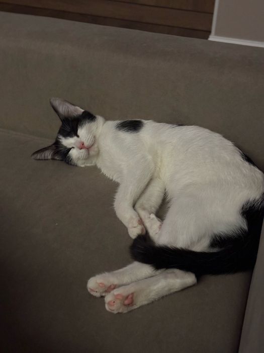 котенок, 5 месяцев, девочка