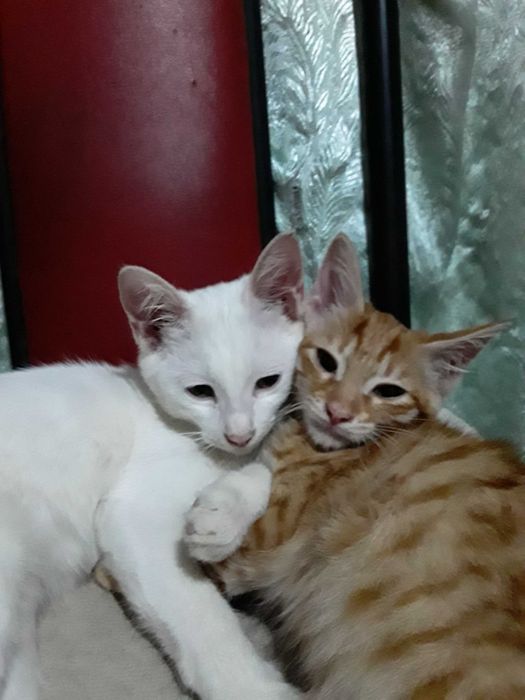 Милые рыжие Котята