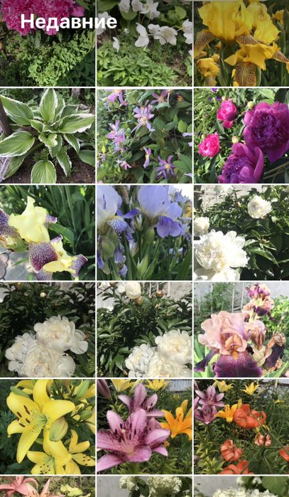 Многолетники, кустарники