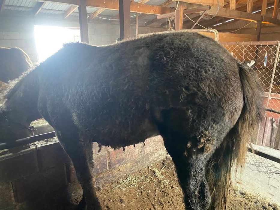 Продам Лошадей .