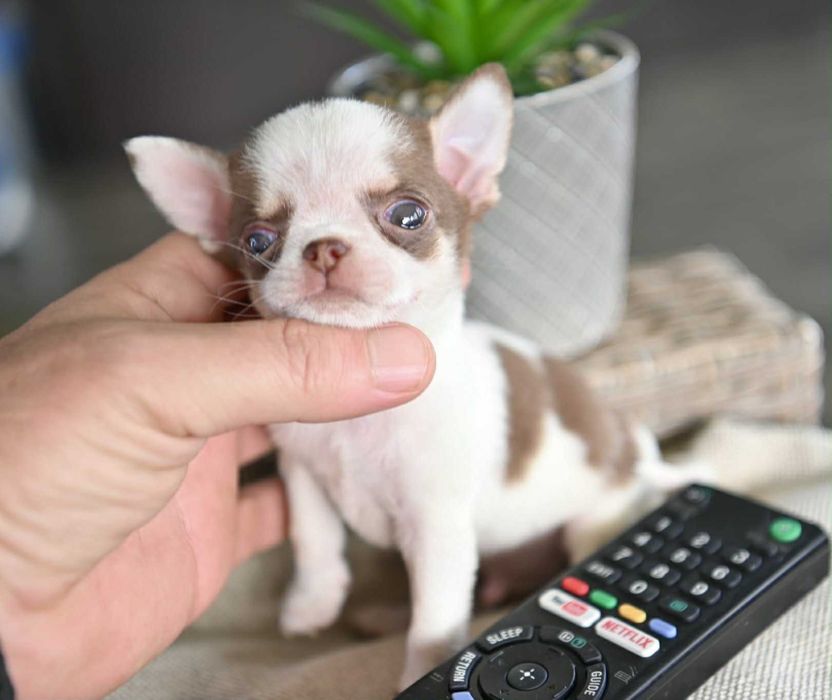 Мъжко миниатюрно чихуахуа бяло шоколадово