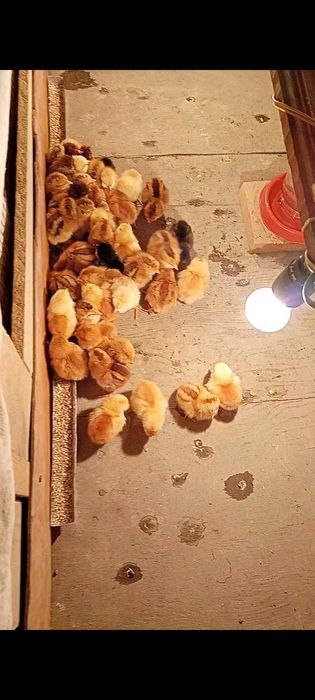 Продается  Хан-Хяп 3