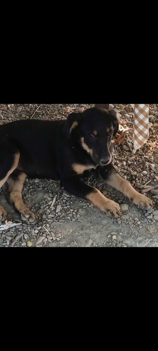 Anunt adoptii animale