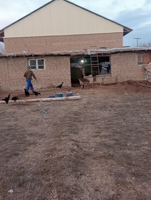 Ката бозорни якнидан