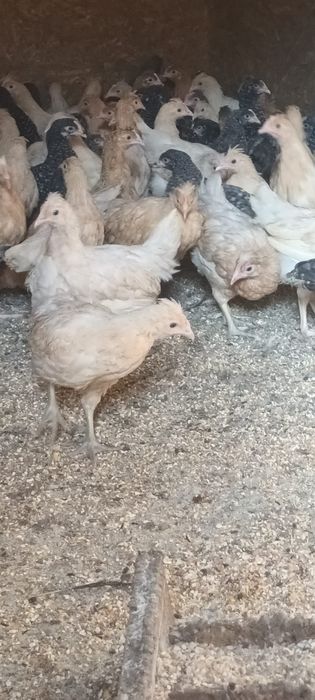 Gâște pui rasă mixta și puice ouătoare de vânzare