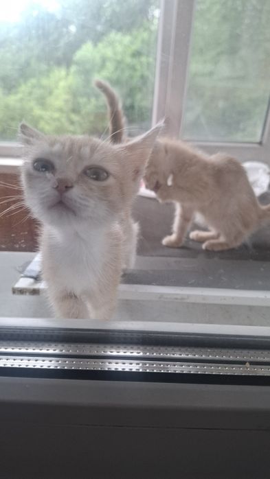 Срочно раөдаем котят в добрые руки!