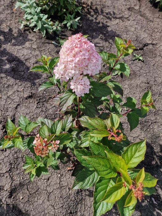 Продажа саженцев